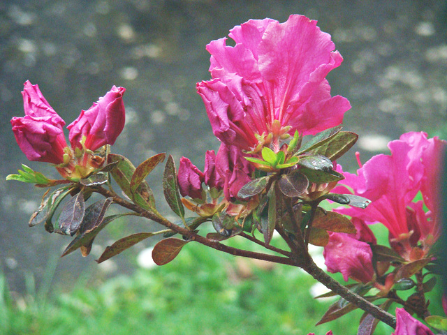 Azalea branch