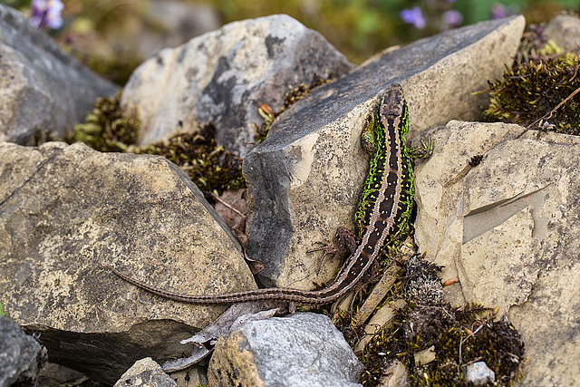 20140423 1611VRMw [D-LIP] Zauneidechse (Lacerta agilis), UWZ, Bad Salzuflen