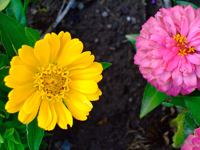 Zinnias