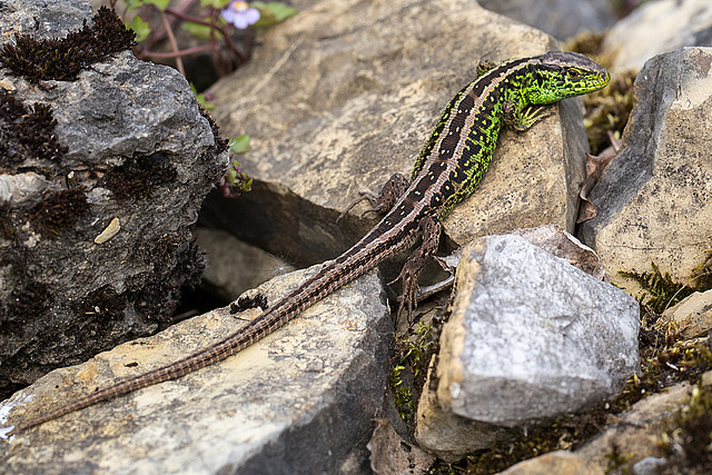 20140423 1610VRMw [D-LIP] Zauneidechse (Lacerta agilis), UWZ, Bad Salzuflen