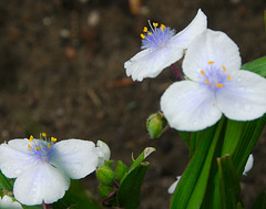 Spiderwort