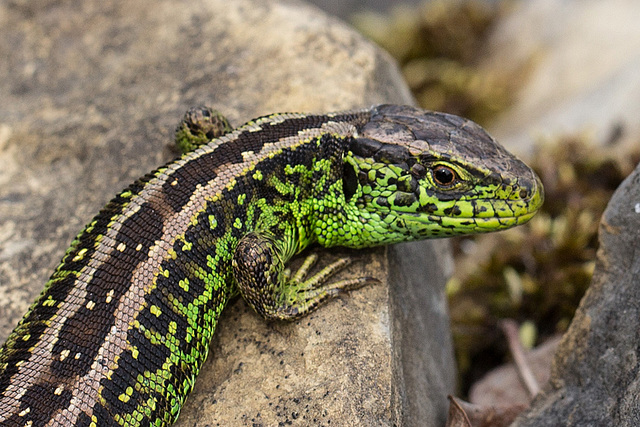 20140423 1609VRMw [D-LIP] Zauneidechse (Lacerta agilis), UWZ, Bad Salzuflen