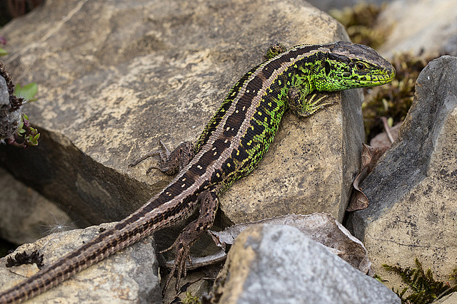 20140423 1608VRMw [D-LIP] Zauneidechse (Lacerta agilis), UWZ, Bad Salzuflen