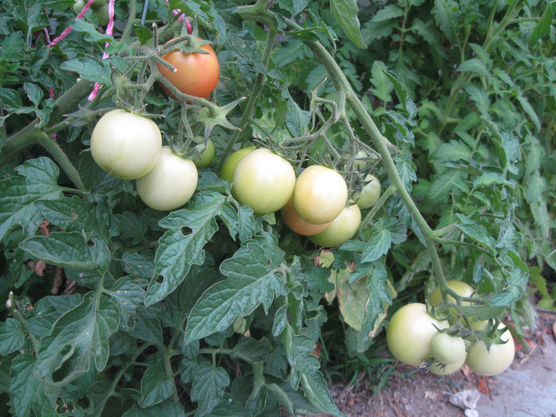 Green Tomatoes