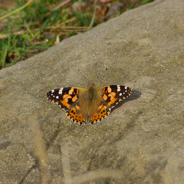 Painted Lady