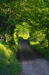 Beaujolais St Just d'Avray - La Joanas