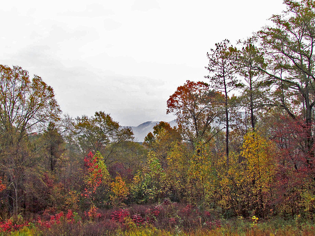 Fall View