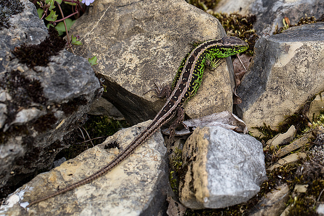 20140423 1605VRMw [D-LIP] Zauneidechse (Lacerta agilis),  UWZ, Bad Salzuflen