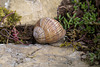 20140423 1604VRMw [D-LIP] Weinbergschnecke, UWZ, Bad Salzuflen