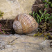 20140423 1604VRMw [D-LIP] Weinbergschnecke, UWZ, Bad Salzuflen