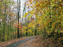 My Driveway in Fall