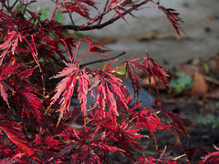 Red Leaves