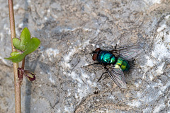 20140423 1597VRMw [D-LIP] Goldfliege (Lucilia caesar), UWZ