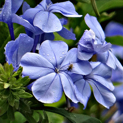 ~ Plumbago and Guest ~