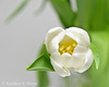 White Tulip Still Life Macro 040114