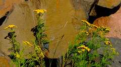 Flowers Against Rocks