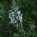 20101231-0230 Lobelia nicotianifolia Roth ex Schult.