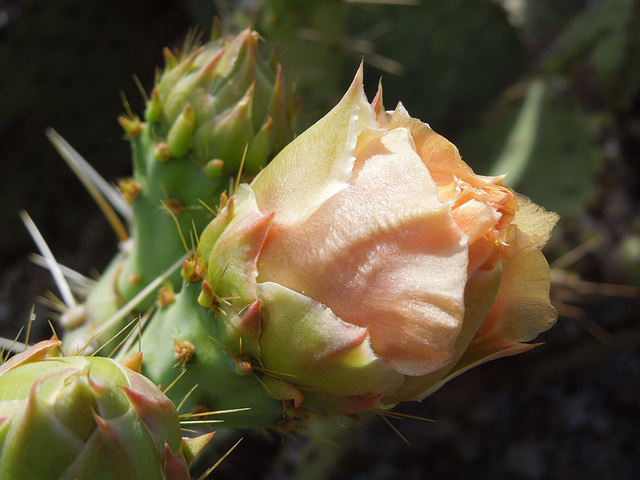 A day in the Sonoran Desert