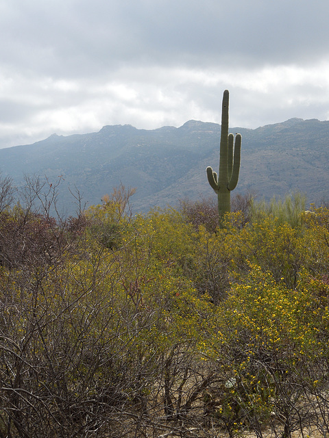 The Sonoran Desert