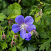 20140423 1595VRMw [D-LIP] Wiesenstorchschnabel Geranium pratense), UWZ, Bad Salzufeln