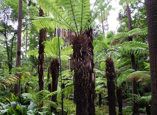 Melbourne Botanical Gardens