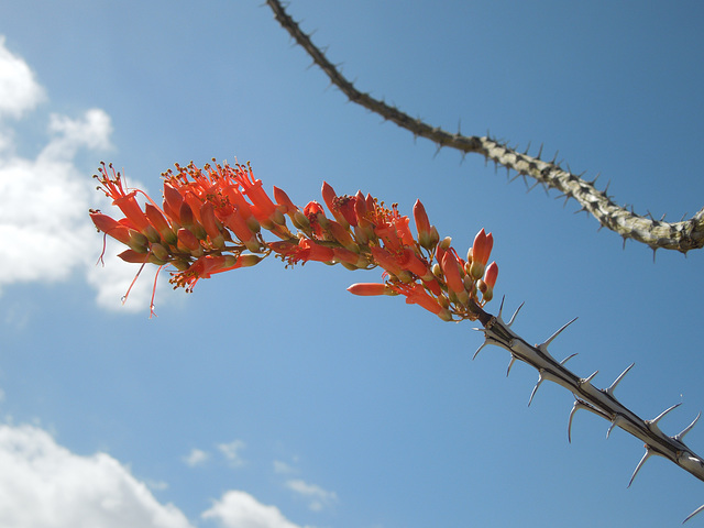 ocotillo flower