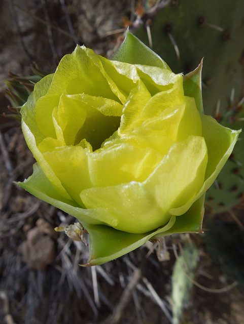 prickly pear