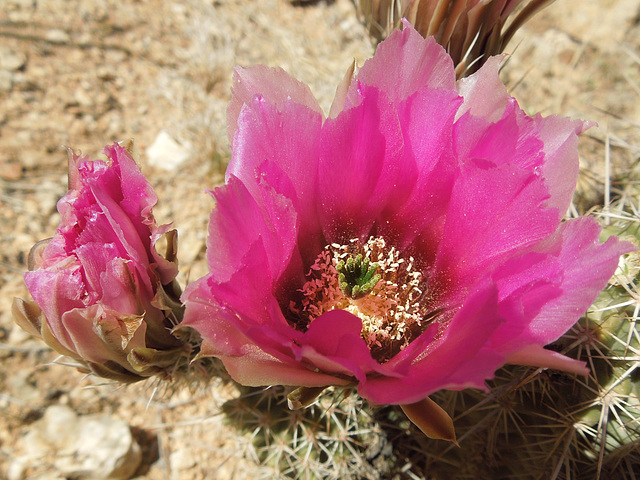 beavertail cactus? The pads don't look quite right.