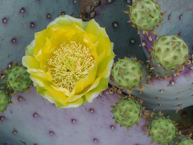 prickly pear