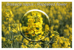 Rapeseed flower - Bishopstone - East Sussex - 11.4.2014
