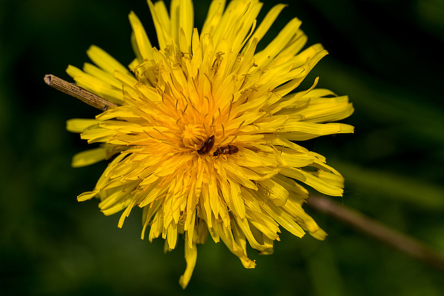 20140423 1590VRMw [D-LIP] Löwenzahn, Käfer, UWZ