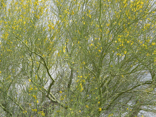 palo verde in bloom