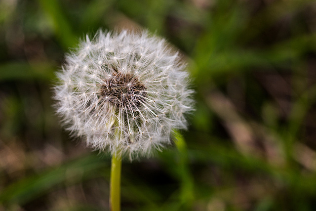 20140423 1588VRMw [D-LIP] Löwenzahn (Taraxacum officinale), UWZ, Bad Salzufeln