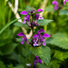 20140423 1586VRMw [D-LIP] Gefleckte Taubnessel (Lamium maculatum), UWZ, Bad Salzufeln