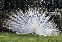 White Peacock