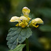 20140423 1583VRMw [D-LIP] Goldnessel (Lamium galeobdolon), UWZ, Bad Salzuflen