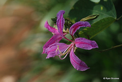20110109-0160 Bauhinia variegata L.