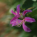 20110109-0160 Bauhinia variegata L.