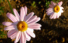 Daisies Painted Pink