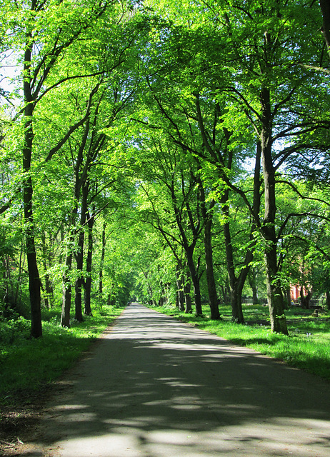 Alexander Park, Moss Side.