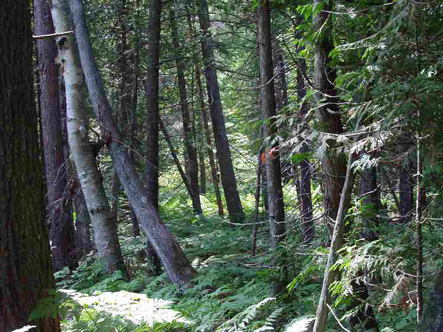 Paradise: Clark Lake Trail at Tahquamenon