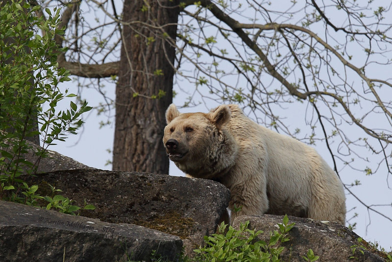 Braunbär (Wilhelma)