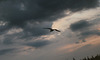 Gull
