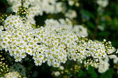 Spirea