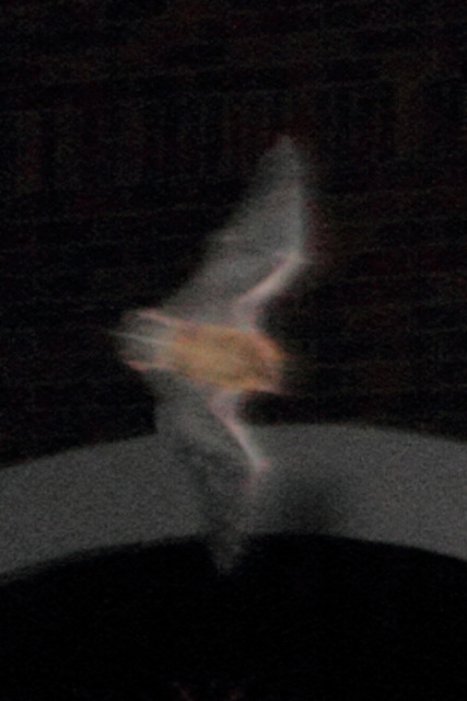IMG 5203 dpp