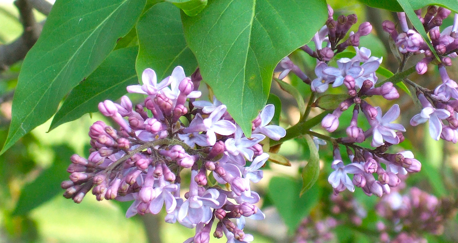 Lilacs