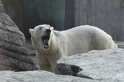 Gastbär Yoghi (Wilhelma)