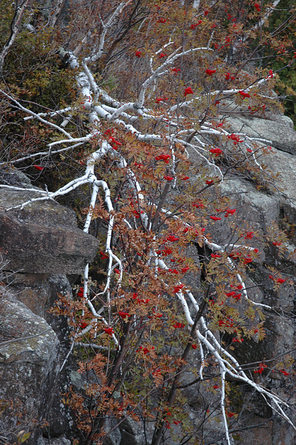 Birch and rowan