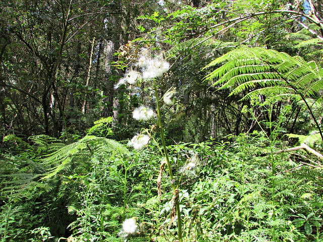 Forest Life