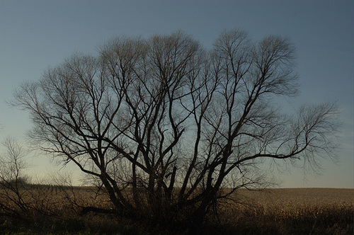 November, late afternoon, with cornfield